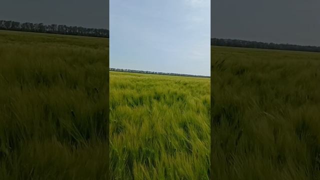 Господь мой ,пастырь мой