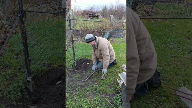 ВИНОГРАД - зимнее укоренение черенков...