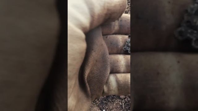 Находка класс! ДУМАЛ ФОЛЬГА, А ОКАЗАЛОСЬ...! Коп с XP ORX #metaldetecting #копновое #xp #coin