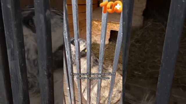 Наши питомцы пушистые