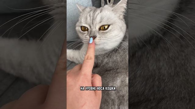Как признаться кошке в любви на её языке
