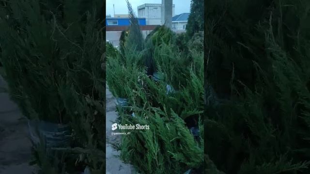 Можно ли садить хвойных деревьев зимой_ #дача #сад #garden #ель #можжевельник #кедр #посадказимой