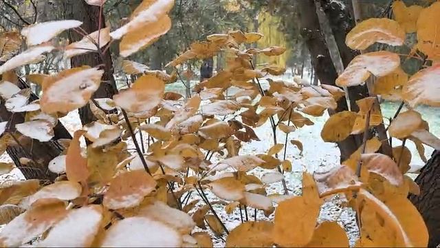 Золото осени. Видео Л.П. Юрчишко