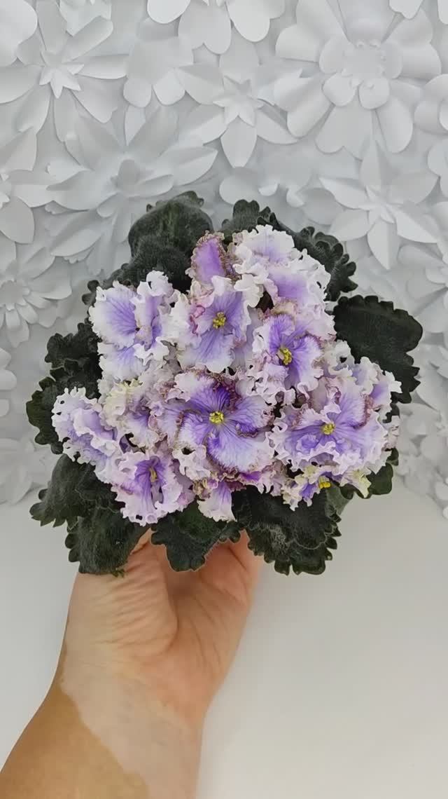 Фиалка Leo-Древній Львів