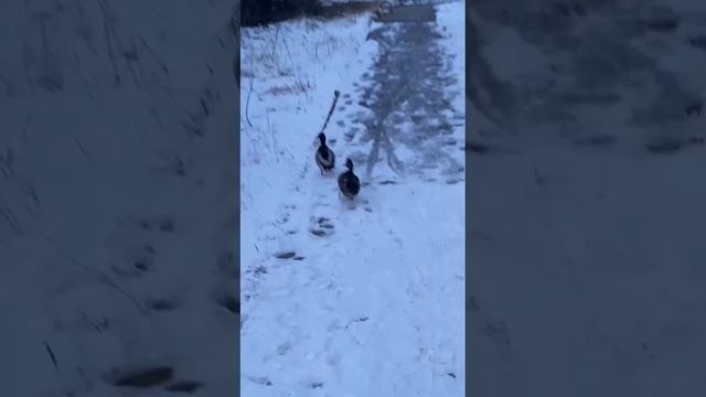 1000003010.mp4