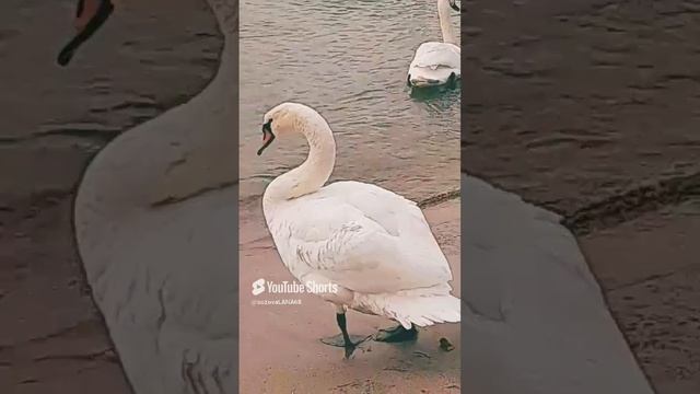 Желаю доброго утрааа!❤..mp4