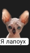 Лапоух (Носик) Максвелл