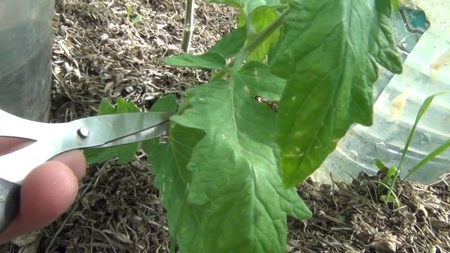 Как формировать томаты. Подкормки томатов.