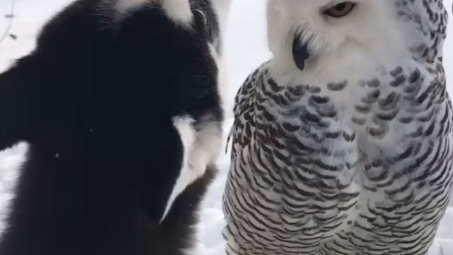 Смешное, позитивное видео с Хаски