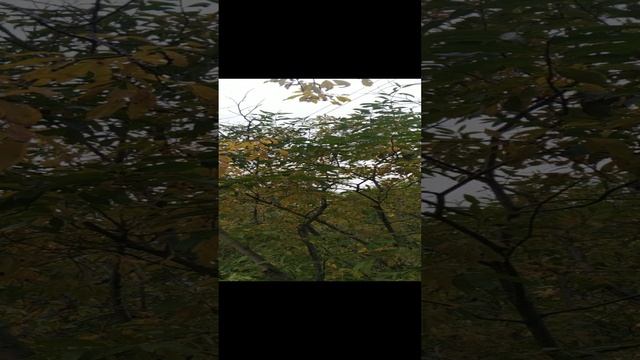 VID_20240904_135752.mp4 Елена Дружиненко Воркута! Золотая осень!!!