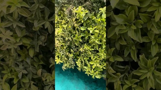 Рулонные многолетники