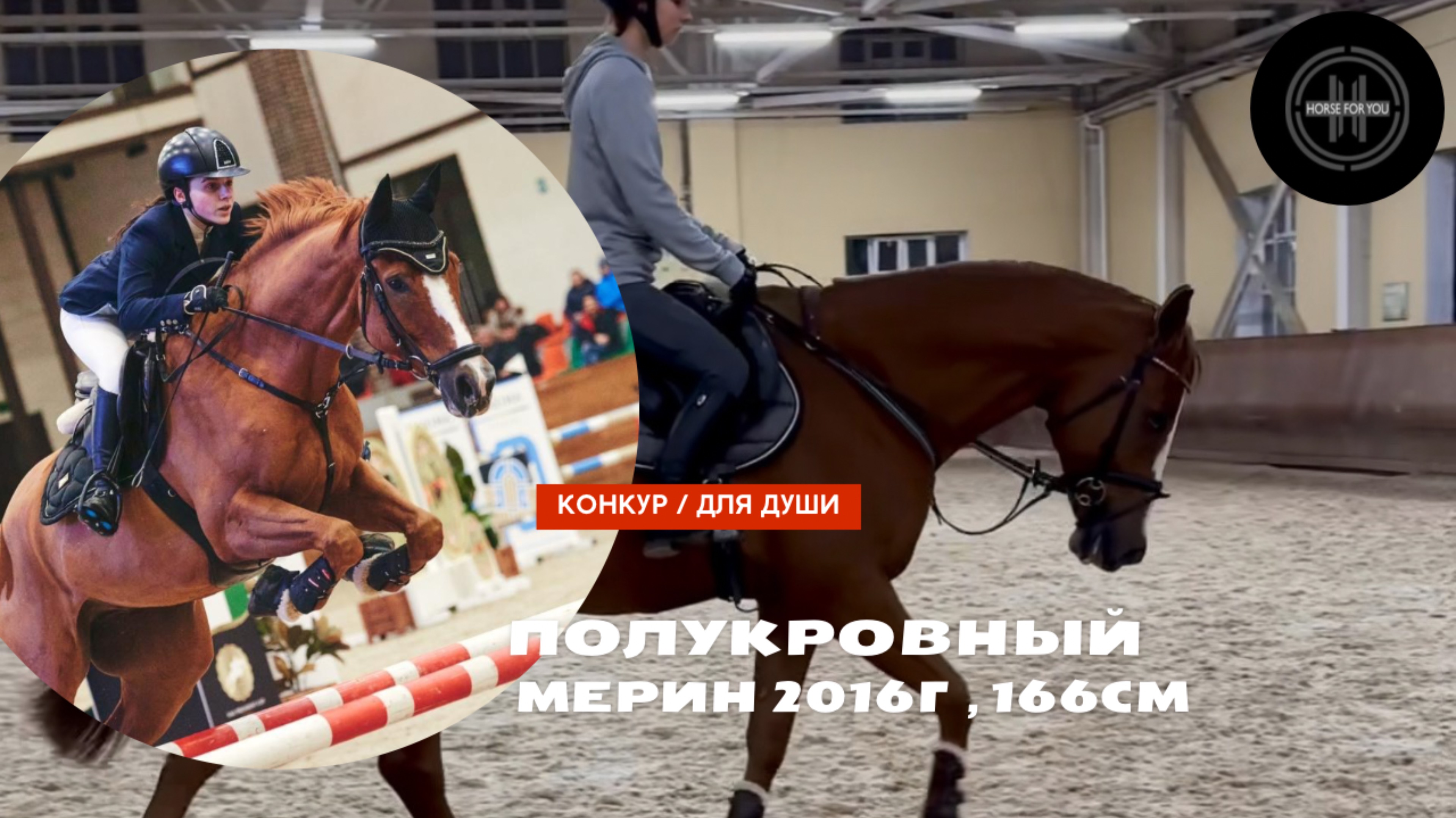 Мерин 2016 года, идеальный вариант для детского и любительского спорта.
