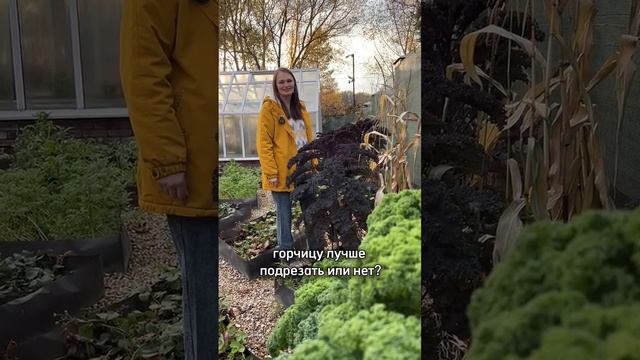 МОЖНО если у вас такая же капуста