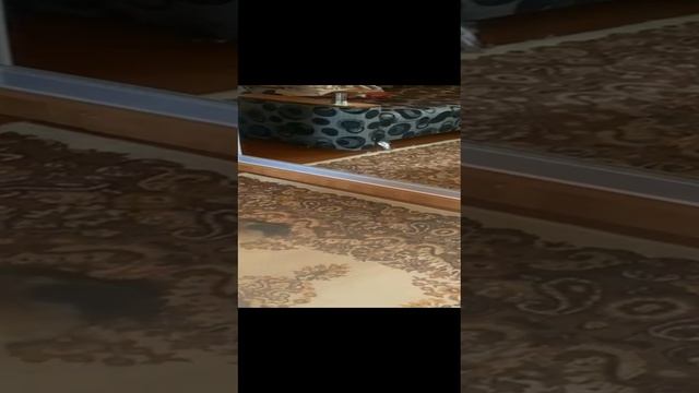 типичная собака скуф