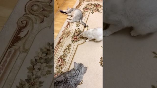 Кошки Кайли и Кристалл играют с рыбками, а котик Маню им мешает.