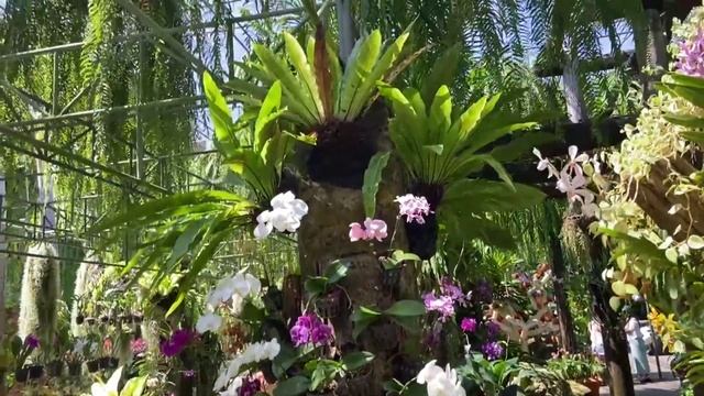 Высадили чеснок🧄 Убираем бройлеров🐤 Видео от Сашульки из Тая 🌴🌵🥀Пеку вкусняшки😋🥮