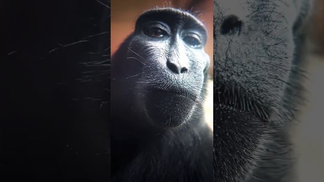 Крутая обезьяна 🐒