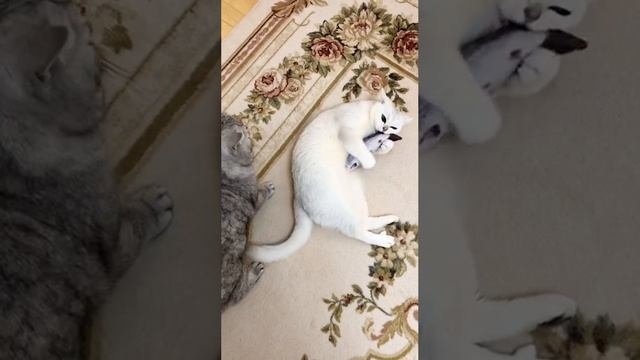 Кошки Кайли и Кристалл играют с рыбками, а котик Маню им мешает.