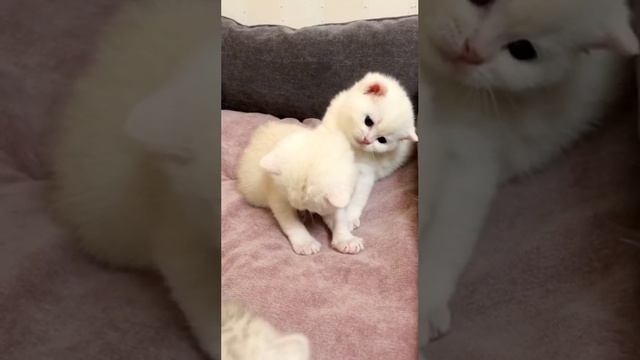 Котятам кошки Кайли 21 день.