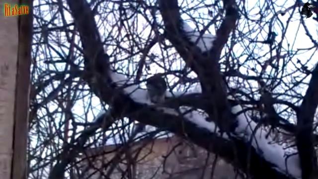 Сокол в городе, ужин