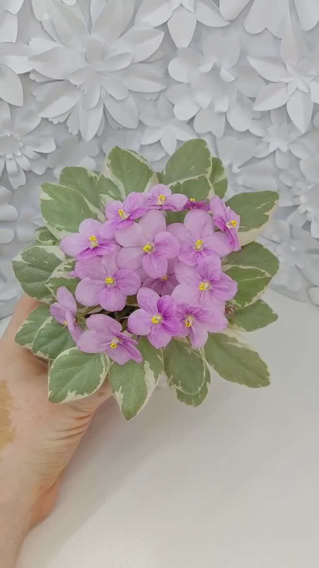 Фиалка химера Rob's Lucky Ducky