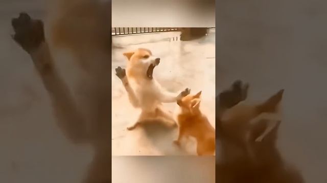 Поведение животных