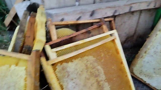 Диалог о мёде 🍯 ответ на вопрос о цене на мёд 🍯 Пчеловодства