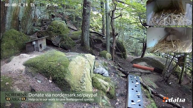 Лушата болеют. Двое поели, третий тоже бодрый, но четвертый лежит целый день