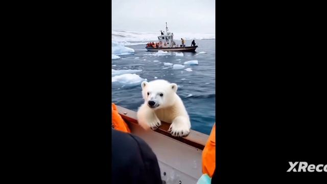 (Переменка)Доброта спасет мир. 😀( как Умка нашёл свою маму) 🐾❄❄❄см. до конца ❄️