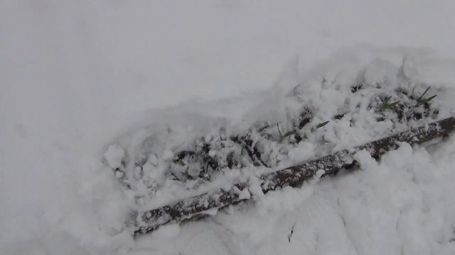 Снегопад в апреле. Как выглядит огород.