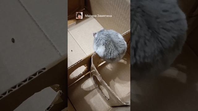 У нас появился хомячок по объявлению "отдам даром в добрые руки".
