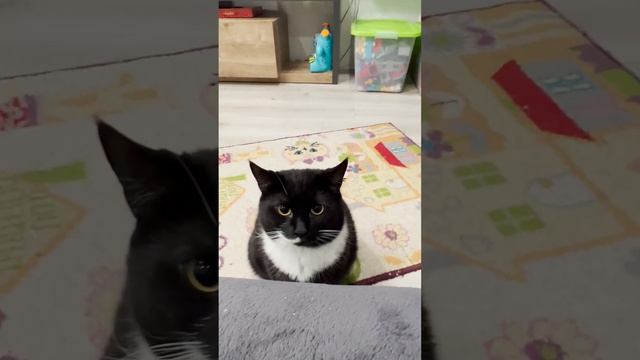 У меня игривый котик | Playful cat