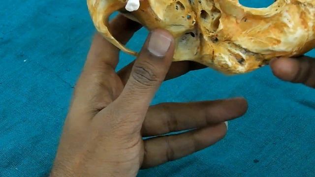 Norma Basalis - Anterior and Middle part