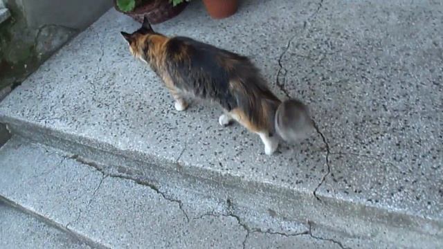 Maine Conn cats - Crazy