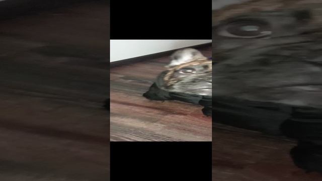 Якурка космонавт упал