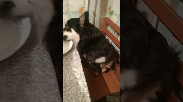 трапеза у солиста