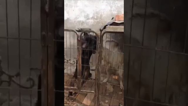 Корпорация Юмора - Клип Корпорация Юмора