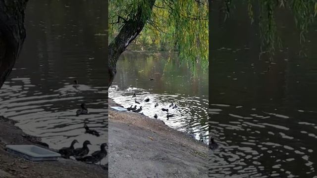 Уточки. Седанка парк.