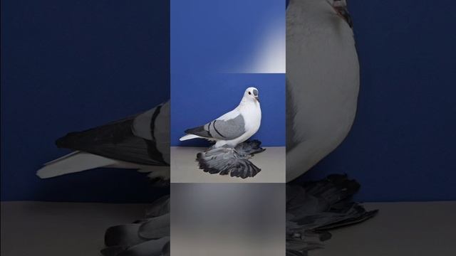 декоративные голуби