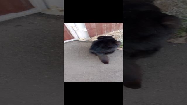 бездомные котики