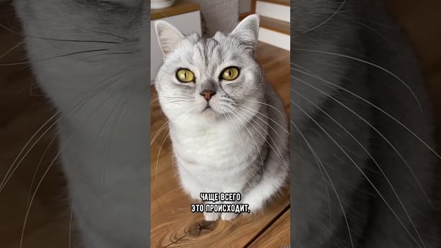 Шок! У котов устают усы! Почему это происходит