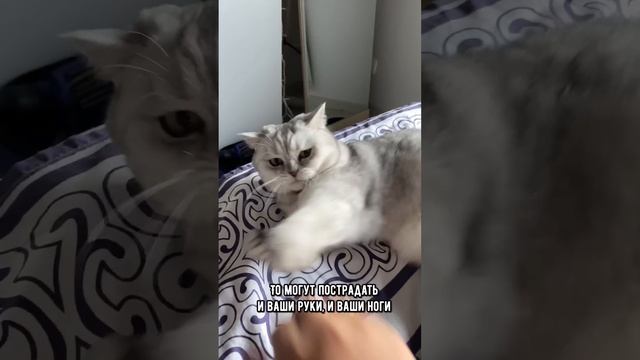 Можно ли гладить кошку ногой