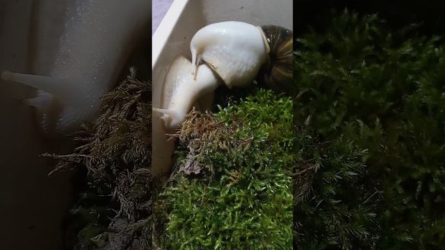ну чем не мелкий рогатый))