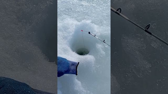 рыбалка на белого окуня на севере