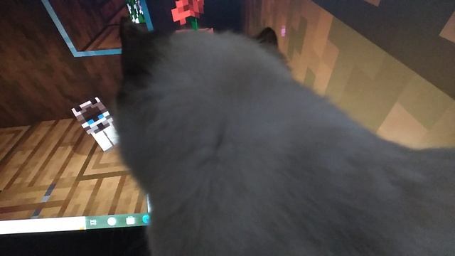 Мира и коты
