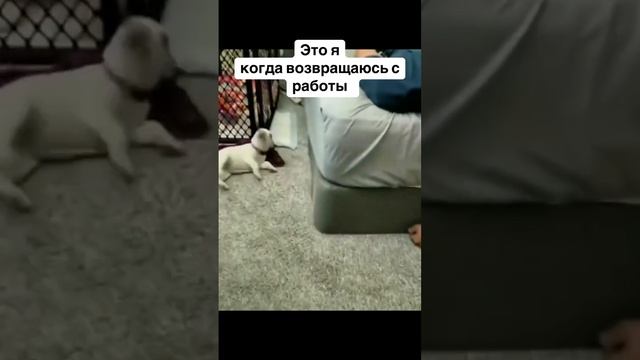 беглый сон