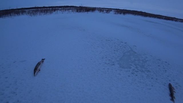 Третий выезд за хариусом.