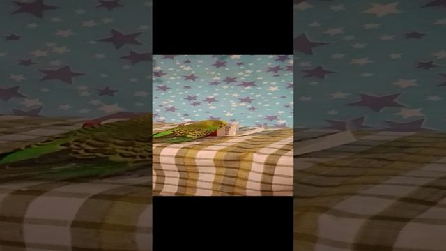 VID_20241125_164037.mp4