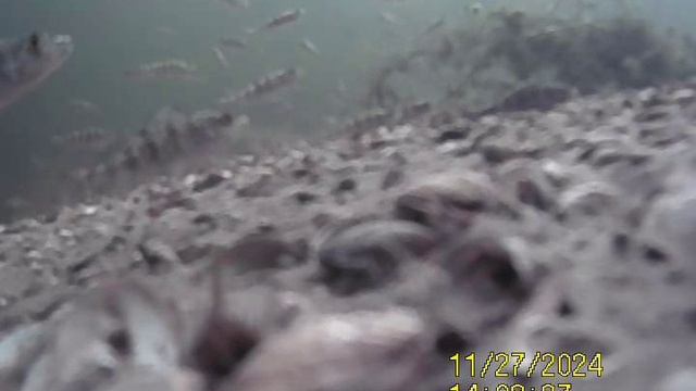 1000033775.mp4Волга гл.3м.27.11.2024г.