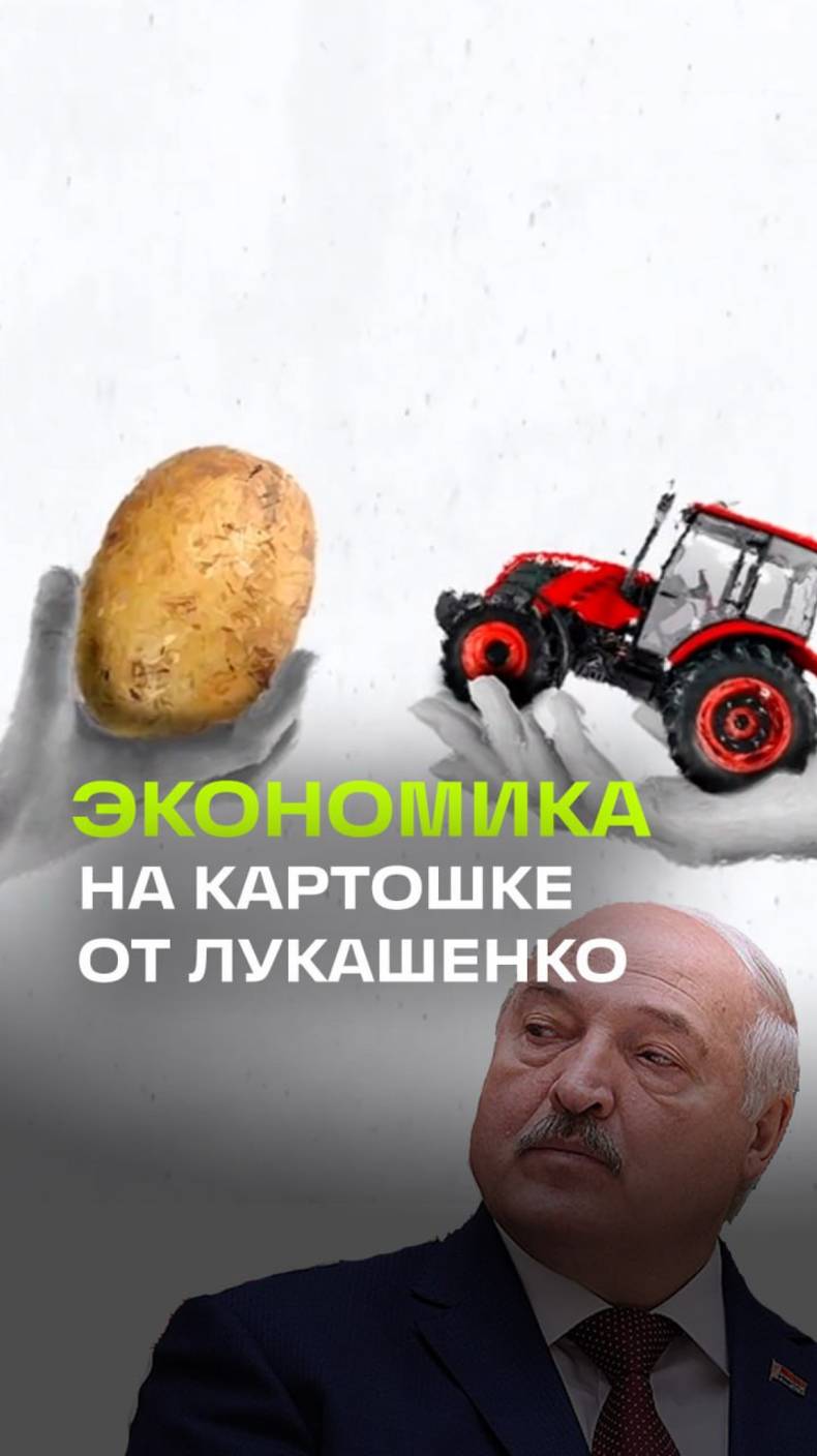 Как понять экономику на картошке: научпоп достиг своего апогея. Лукашенко всему голова